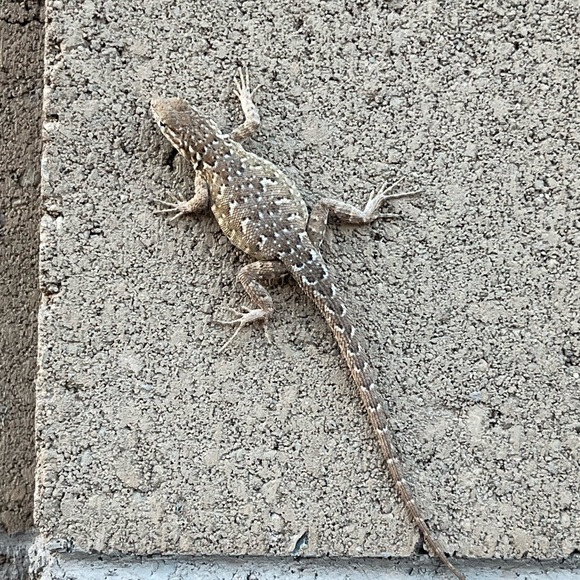 Meet your Posher, Lex - Picture 4 of 6